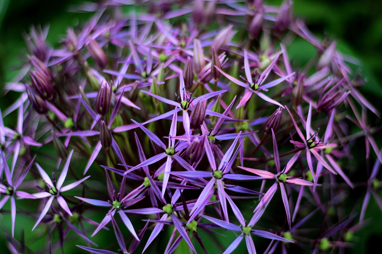 allium christophii, flower background, ornamental onion, round, nature, purple, flower wallpaper, flowers, budding, bulbous plant, beautiful flowers, asterisks