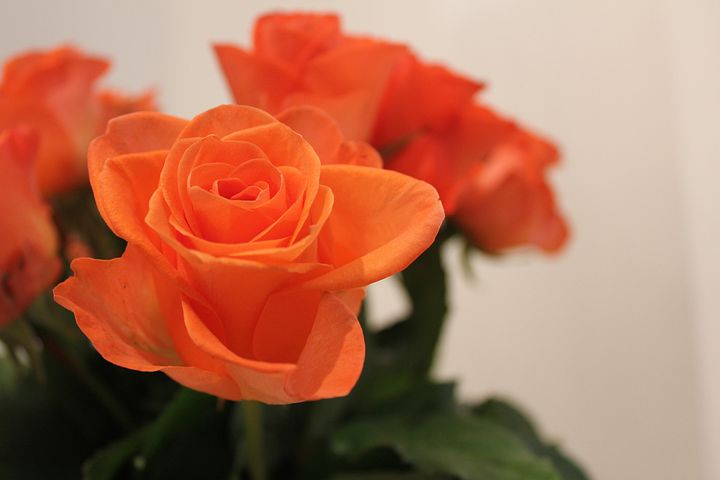 Orange Unique Rose Orange Unique Rose