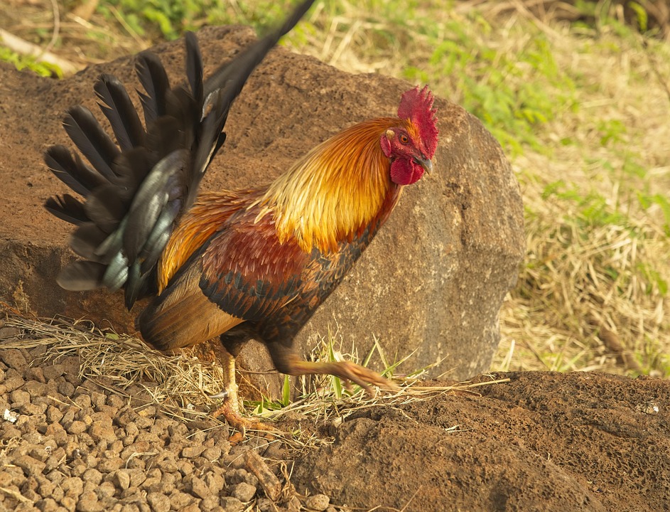 8800 Koleksi Gambar Burung Unggas Gratis