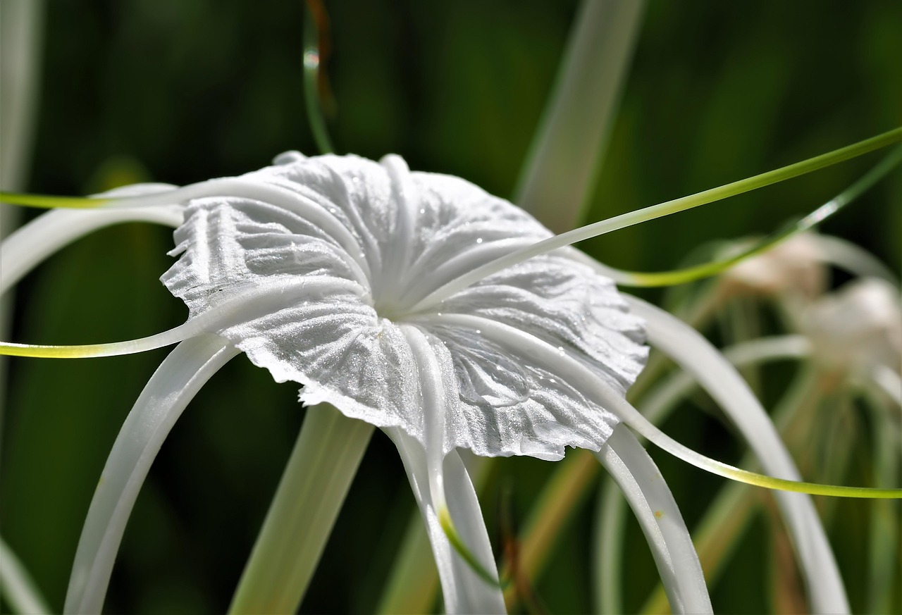 Withe Flowe Wet White Flower - Free photo on Pixabay - Pixabay