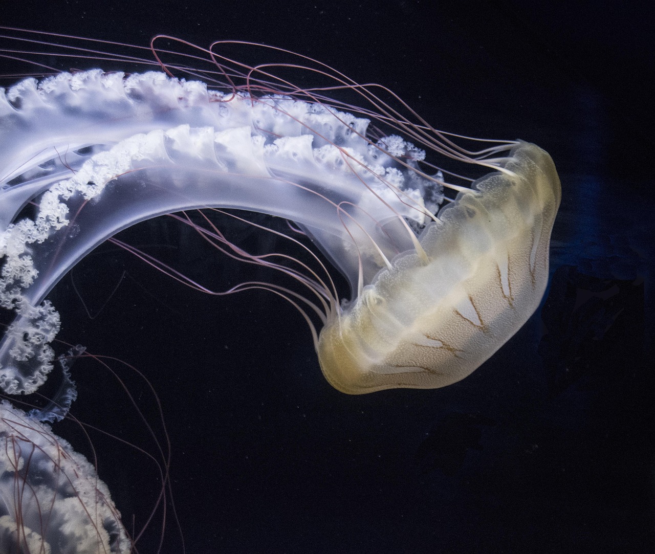 Jellyfish - free online jigsaw puzzle photo