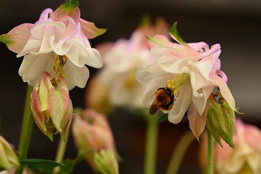 Makro, Natur, Glocke, Hummel, Sommer