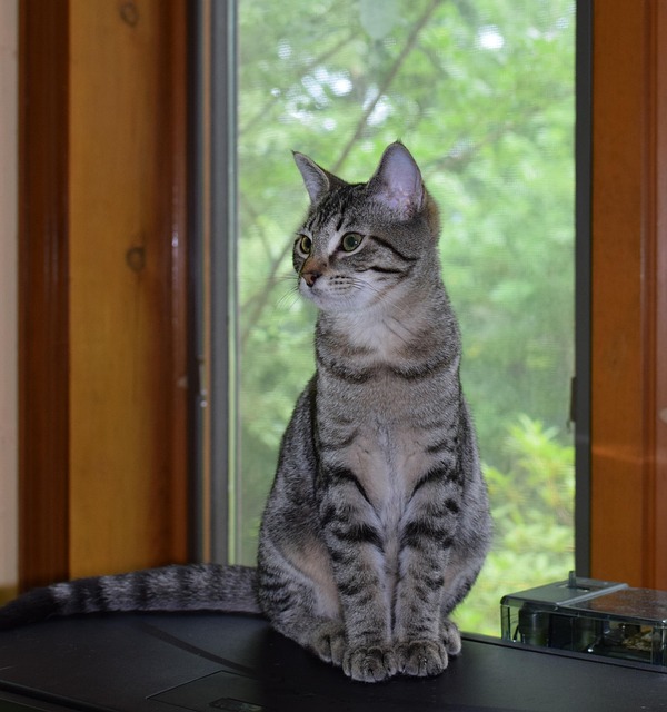 Free Kitten Gray Tabby photo and picture