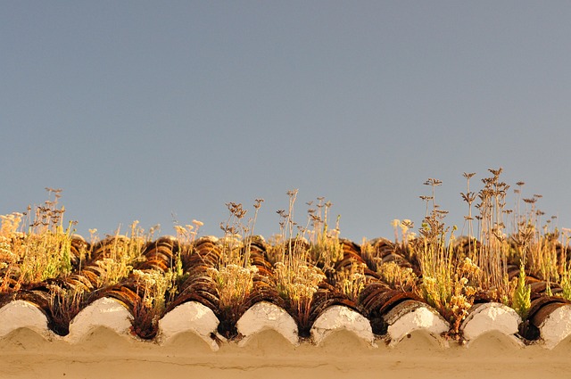 Free Green Roof photo and picture