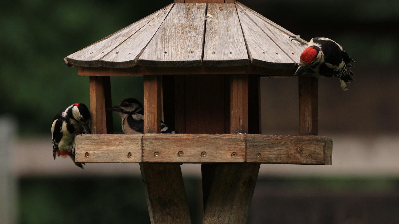 Woodpeckers Bird Nature - Free photo on Pixabay - Pixabay