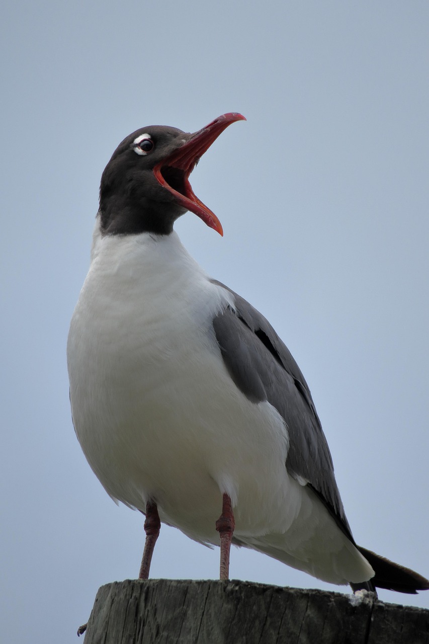 Black CoatScissorsBeak American Free photo on Pixabay Pixabay