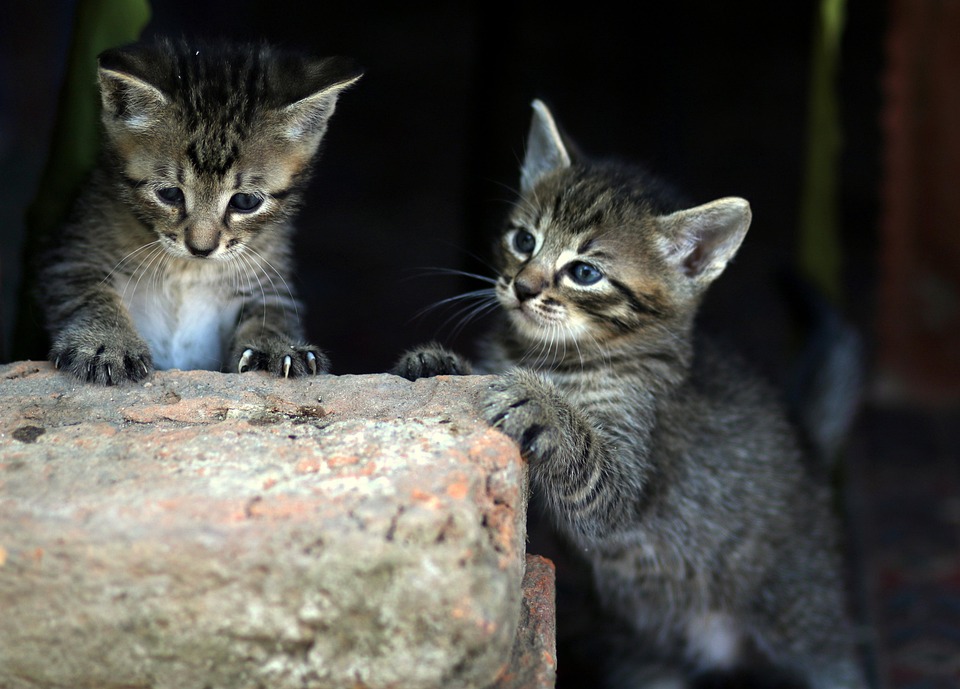 Kucing Kecil Lucu Hewan Foto Gratis Di Pixabay