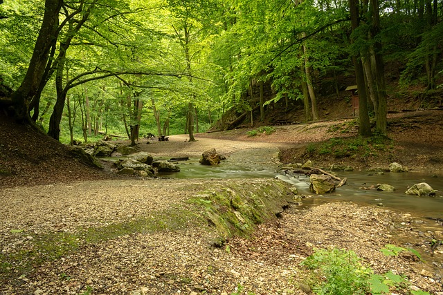 Free Hiking Forest photo and picture
