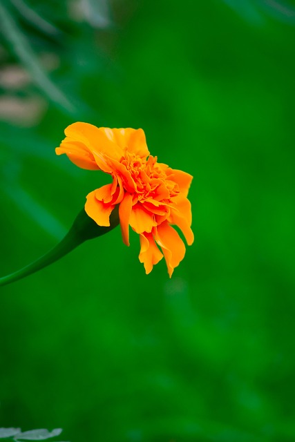 Free Flowers Yellow Flower photo and picture