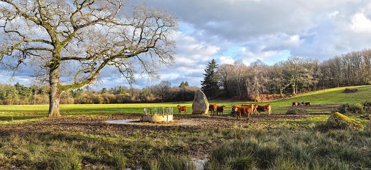 Vacas, Ganado, Campo, Limousin, Francia