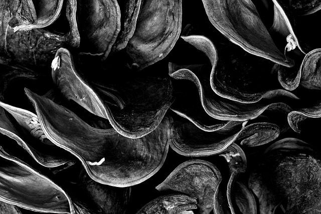 Free Macro Micro photo and picture
