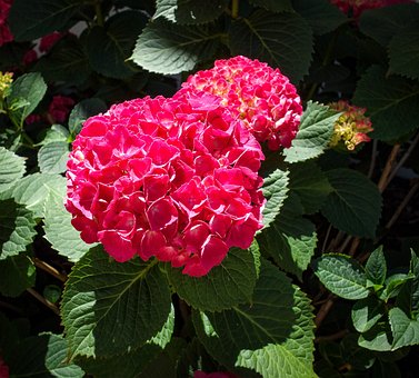 Free Blossoms Hydrangeas photo and picture