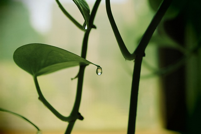 Free Leaf Plant photo and picture
