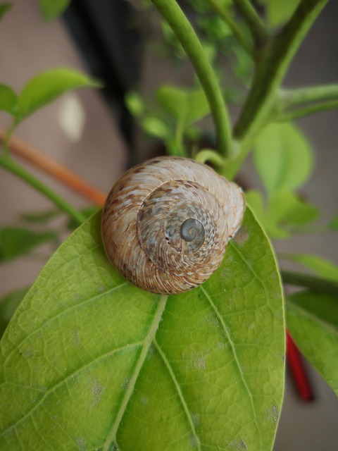 Free Snail Plant photo and picture