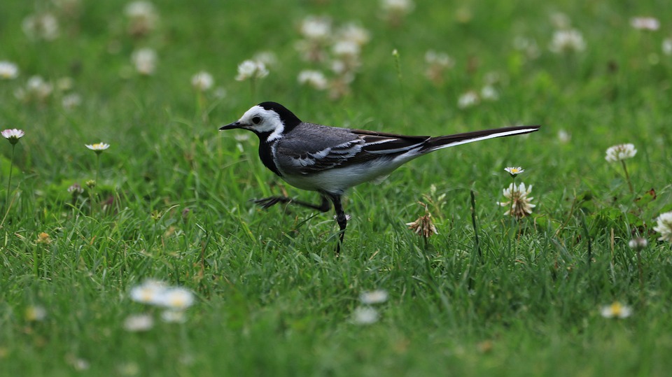 Bird Rass Bird Grass Meadow - Free photo on Pixabay