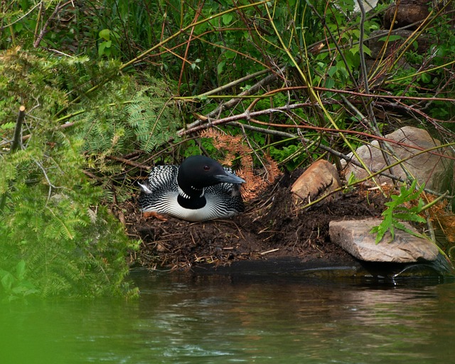 Somorgujo, Nido, Pájaro, Adirondacks
