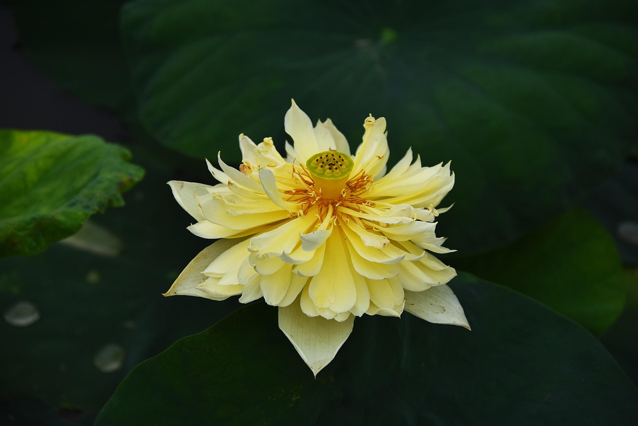 30,000+ Free Golden Lotus & Lotus Images Pixabay