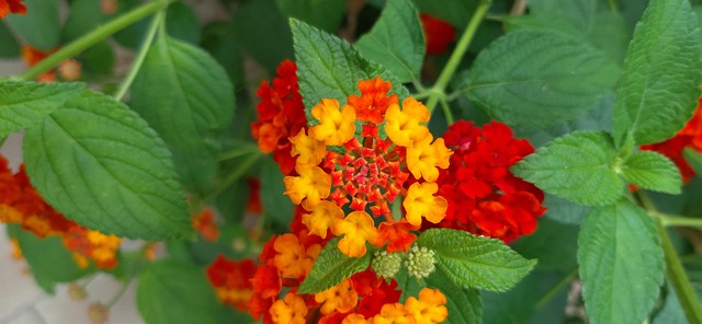 Free Nature Plant photo and picture
