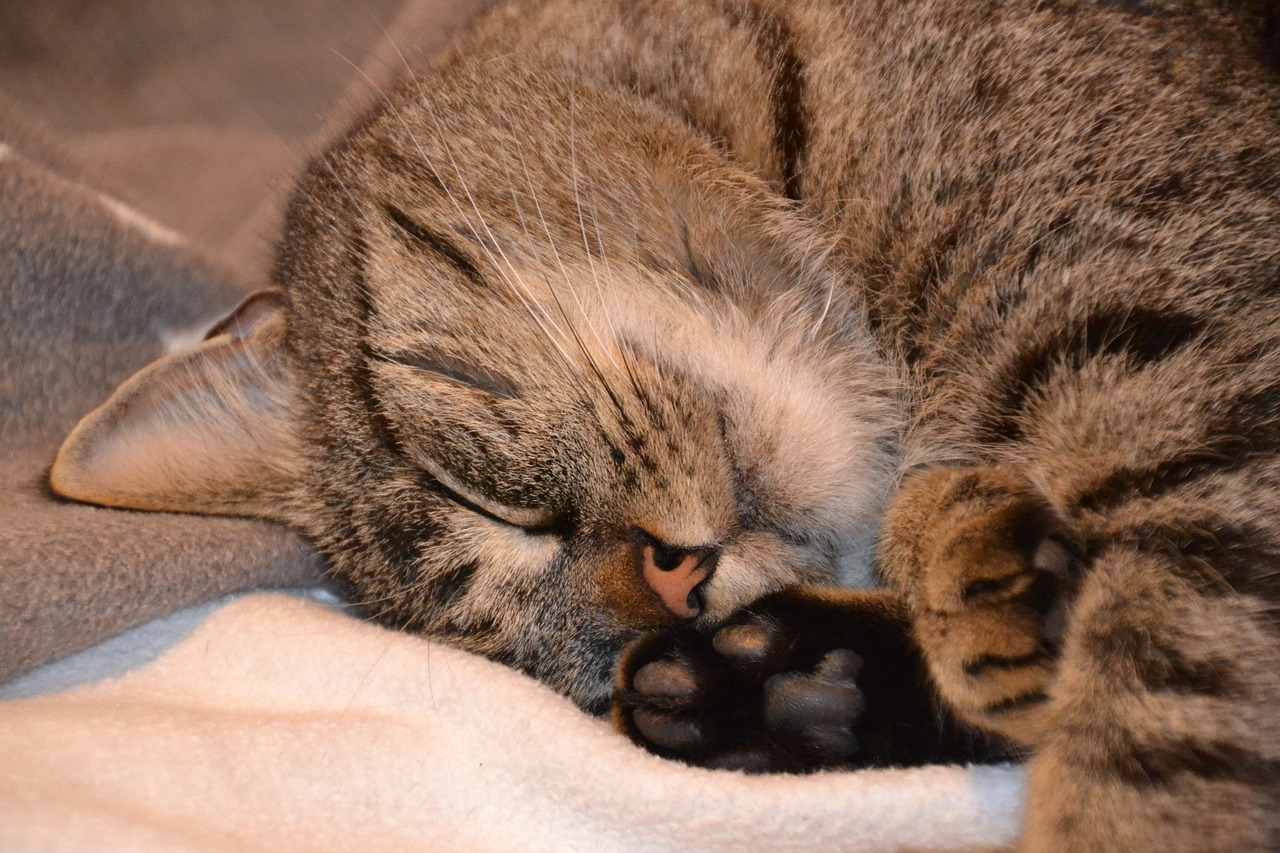 Cat Domestic Animal - Free photo on Pixabay - Pixabay