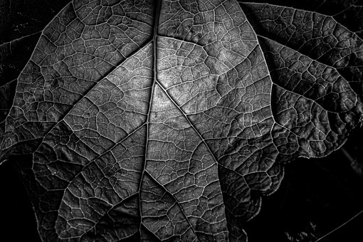Blatt, Herbst, Textur, Natur