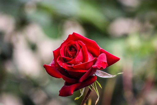 Flor, Fondo De La Flor