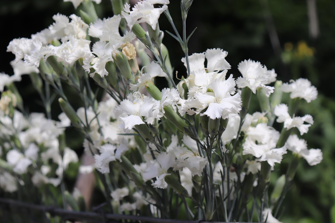 Spring Flower Color White Flower White Spring - Free photo on Pixabay - Pixabay