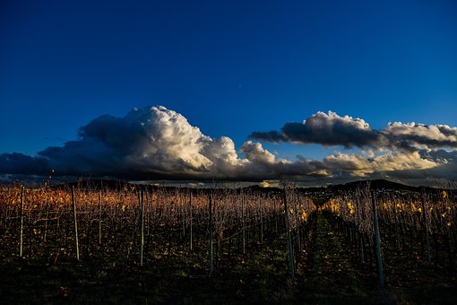 Herbst, Weinberg, Landschaft, Sonnig