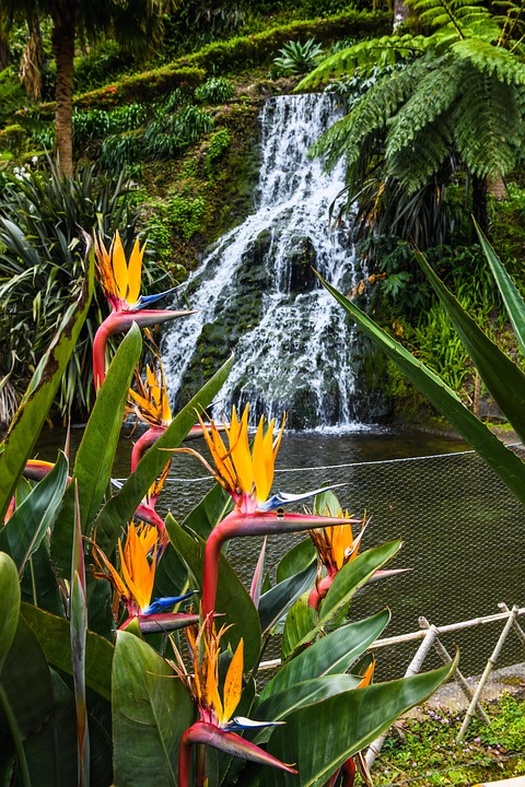From Volcanoes to Wellness: Exploring the Azores’ Thermal Springs