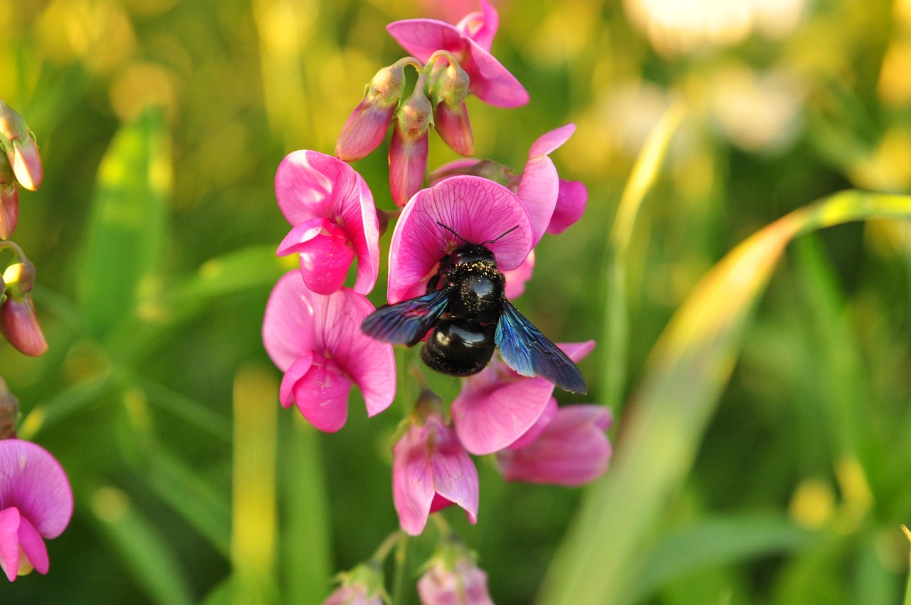 Bee Azul Abelha Azul Inseto - Foto gratuita no Pixabay - Pixabay
