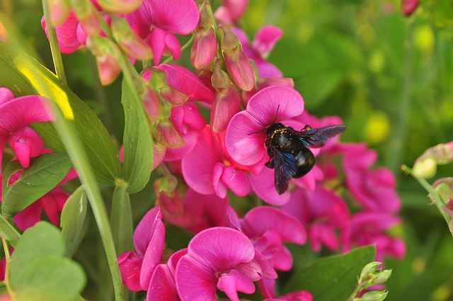 Free Blue Bee Bee photo and picture