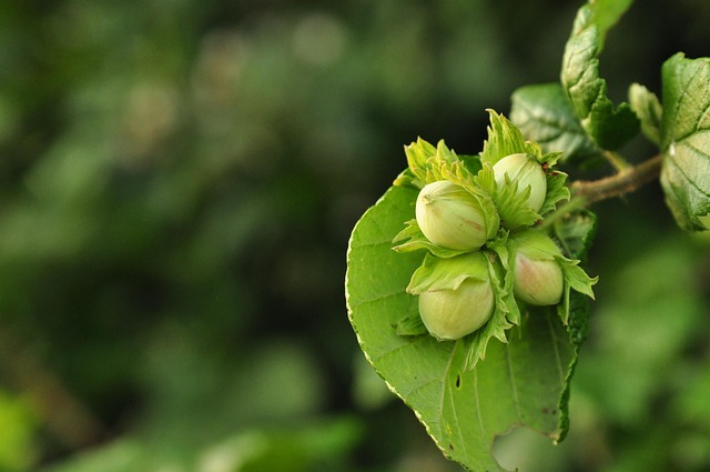 Free Hazelnuts Macro photo and picture