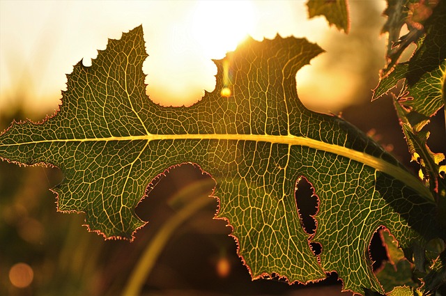 Free Leaf Cell photo and picture