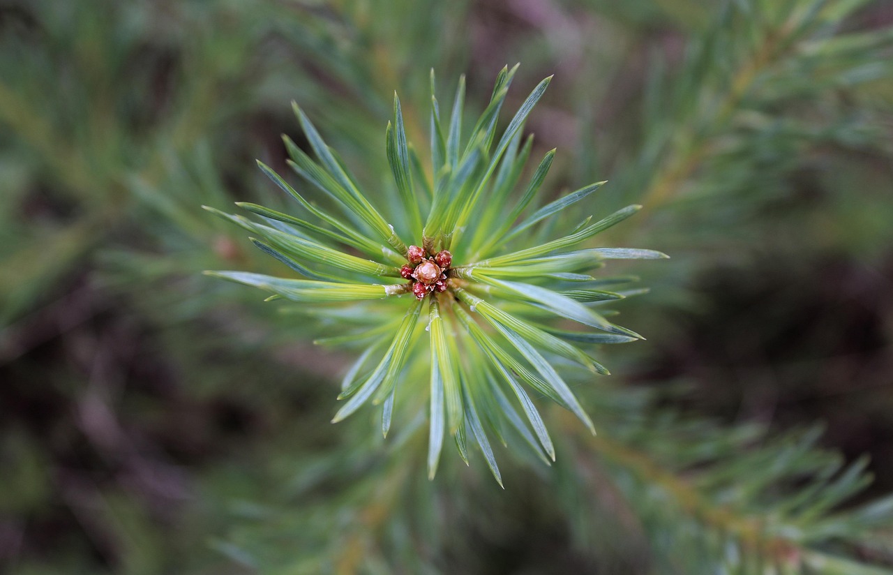 松树 森林 植物 - Pixabay上的免费照片 - Pixabay