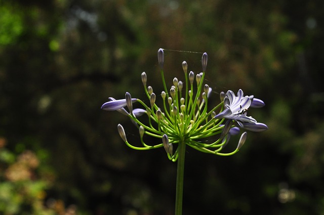 Free Flower Tropical photo and picture