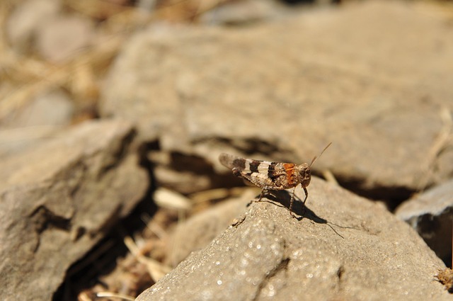 Free Insect Cricket photo and picture