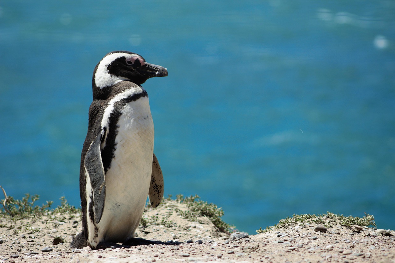 Pingüino