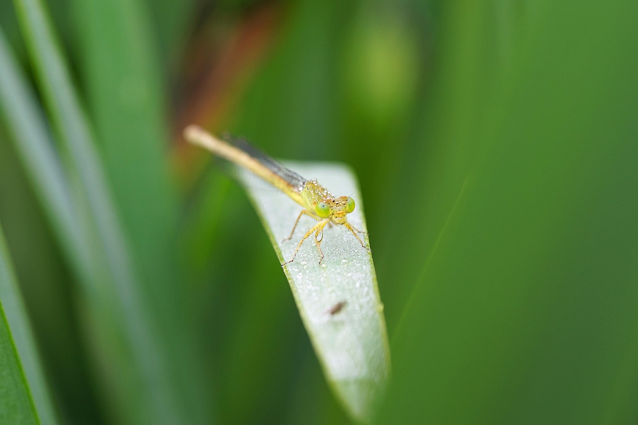 Insect - free online jigsaw puzzle photo