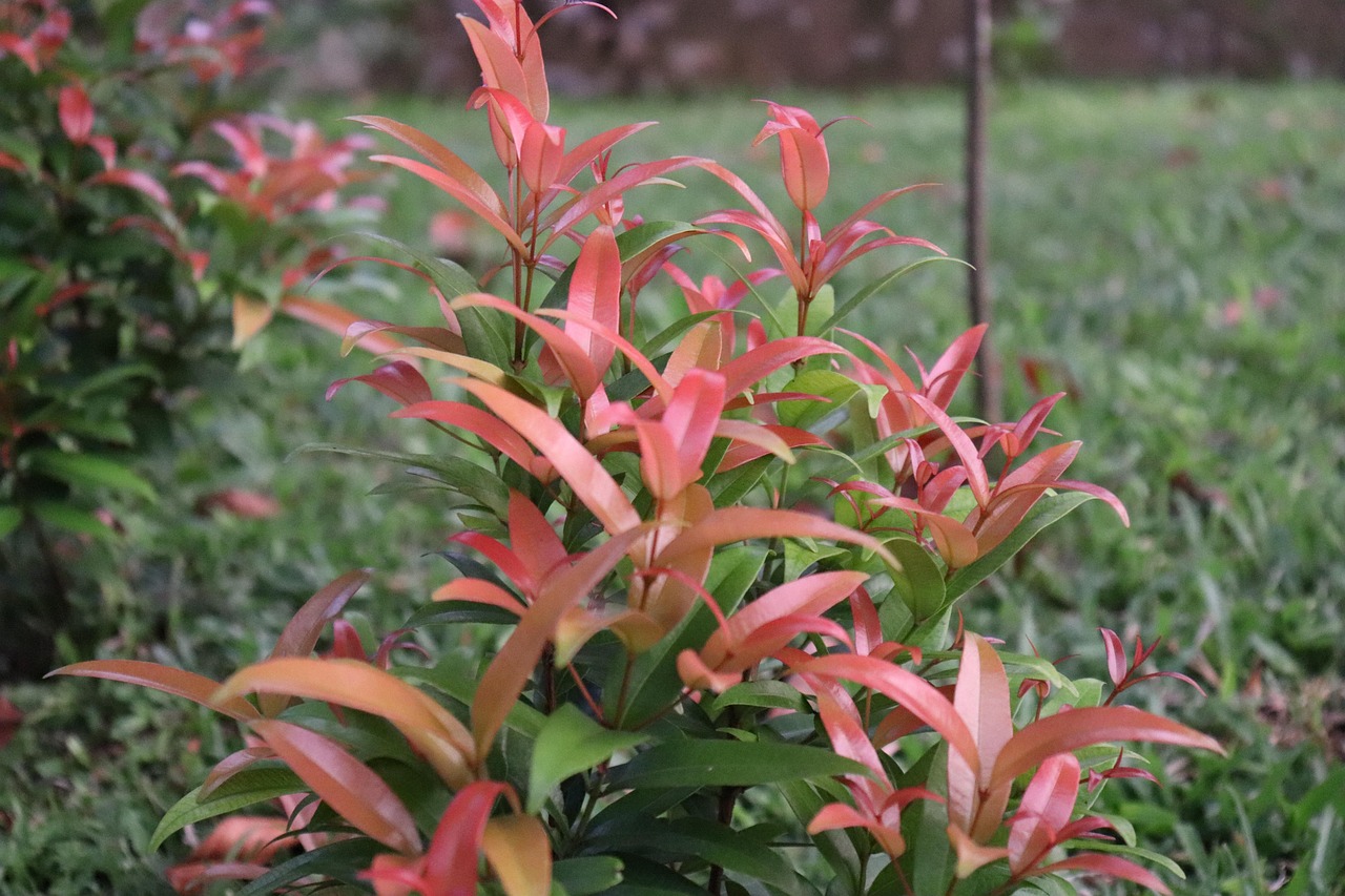 Jardín Sale De Naturaleza Foto gratis en Pixabay Pixabay