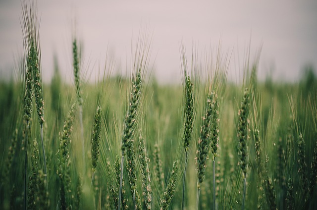 Free Wheat Grains photo and picture