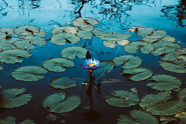 Free Waterlily Shadow photo and picture