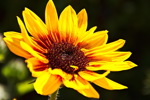 Free Macro Flower photo and picture