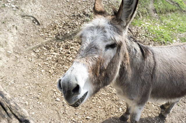 donkey-4286948_640.jpg