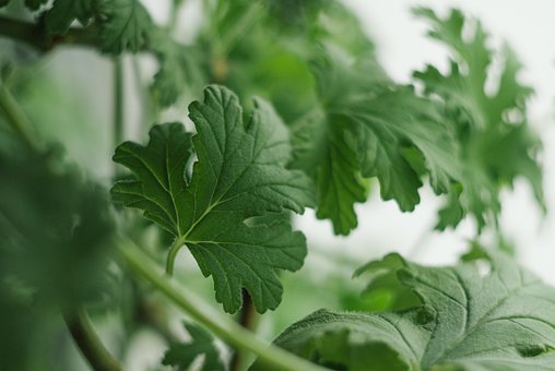 Géranium, Plante, Médecine, Vert, Été