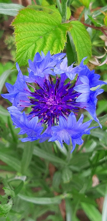 四川菜谱