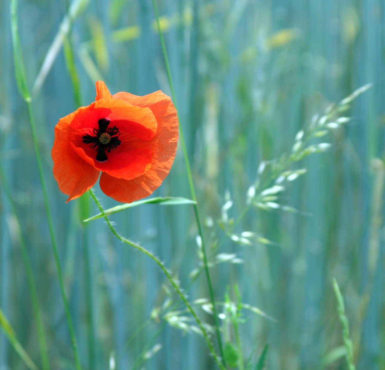 Poppy - free online jigsaw puzzle photo