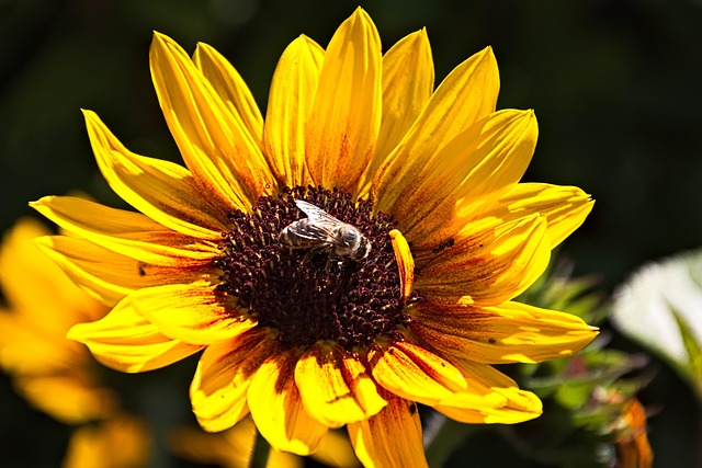 Free Bee Flower Background photo and picture