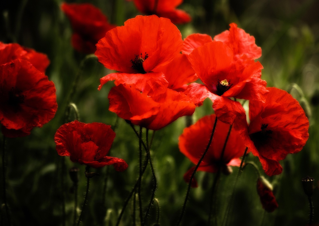 Poppies - free online jigsaw puzzle photo