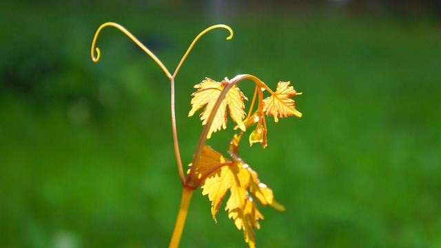 Free Nature Plants photo and picture