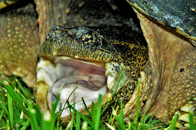 Free Turtle Snapping Turtle photo and picture