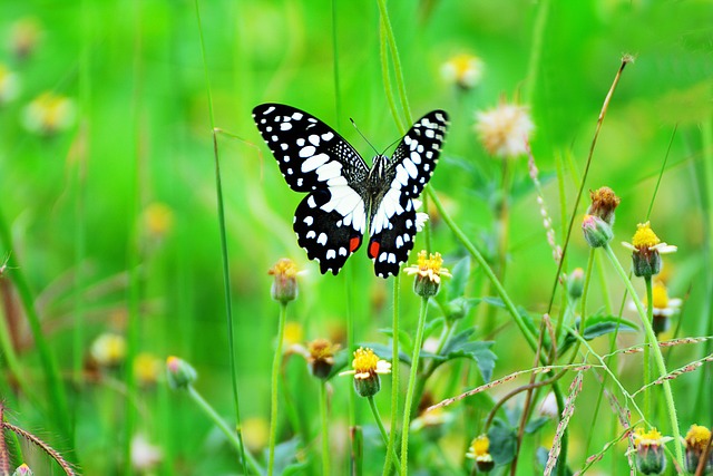 Butterfly, Flower, Grass, ดอกไม้สวย